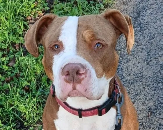 À l'adoption : Tokyo