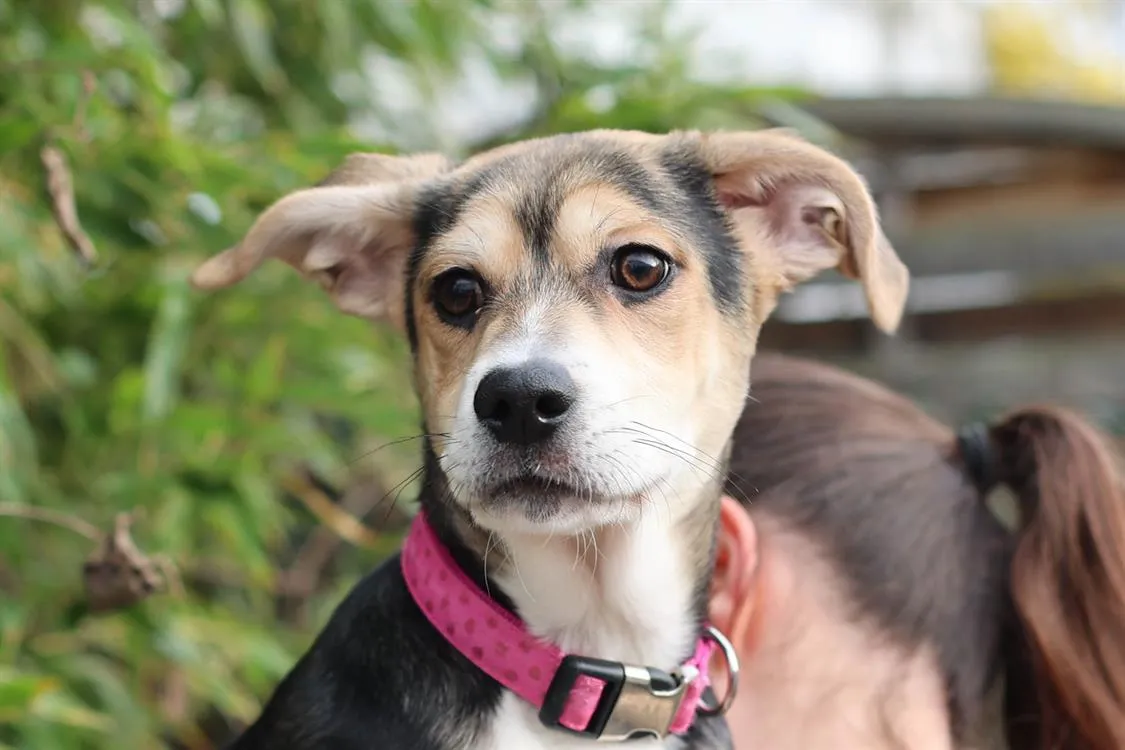 À l'adoption : Aqme