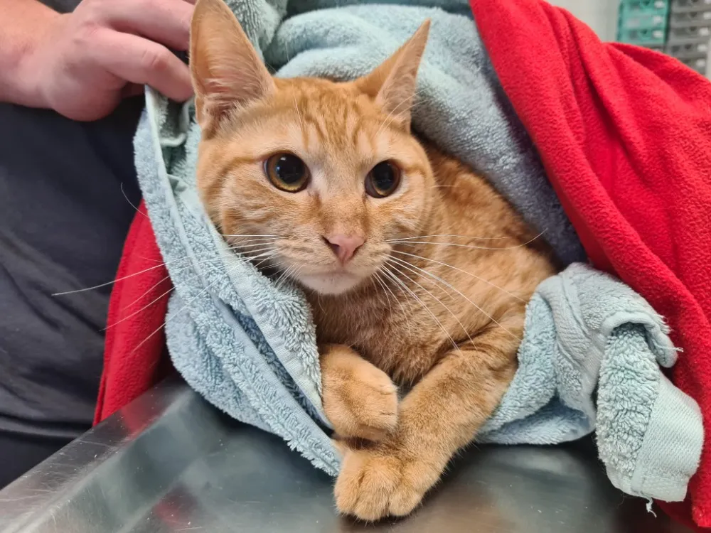 À l'adoption : Caramel