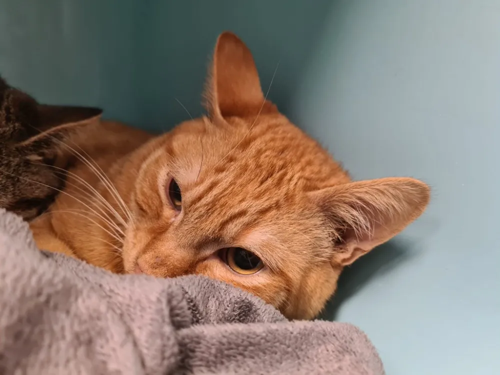 À l'adoption : Mini Pousse