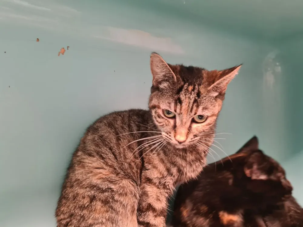 À l'adoption : Iris