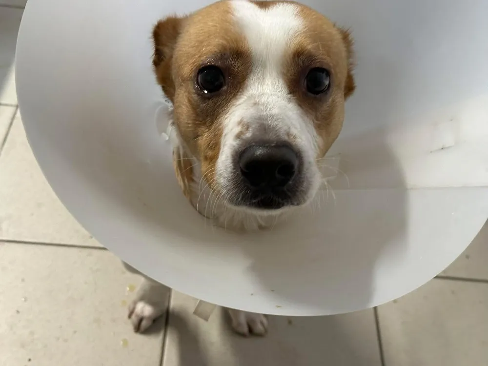 À l'adoption : Tacos