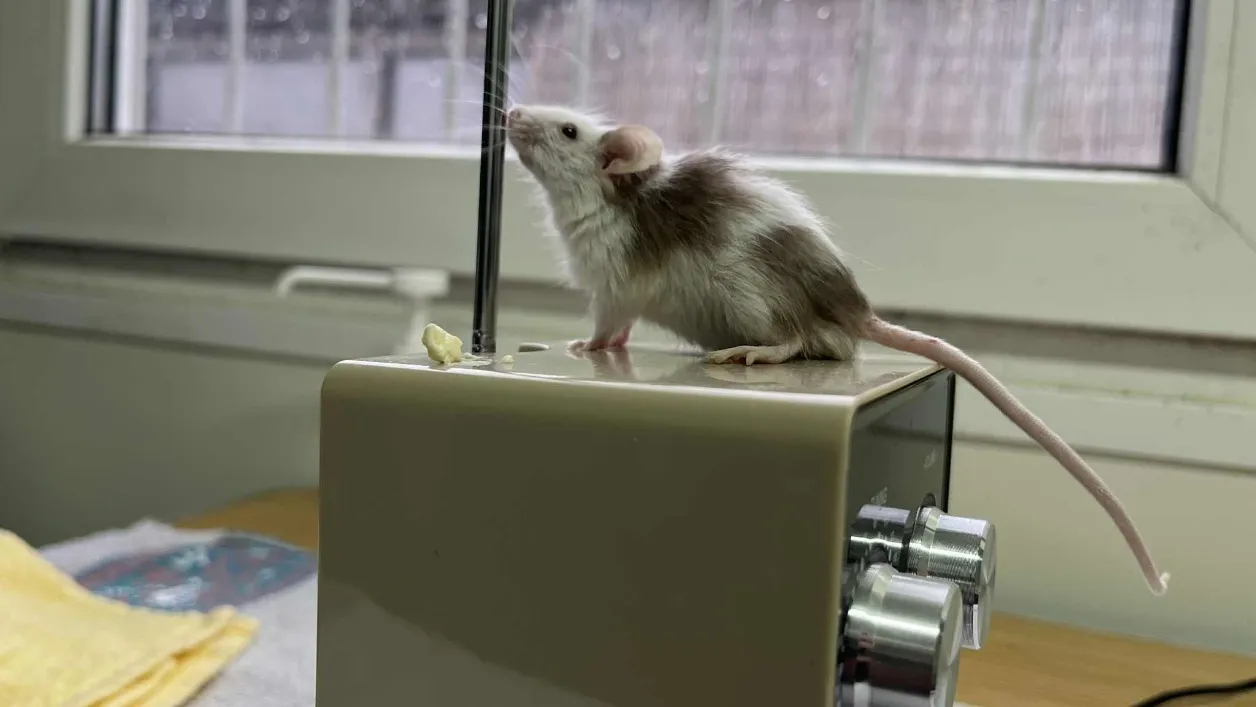 À l'adoption : Lilo