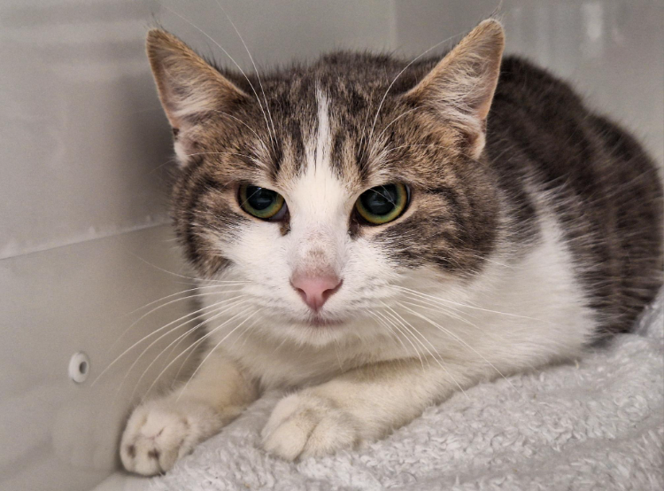 À l'adoption : Paquerette