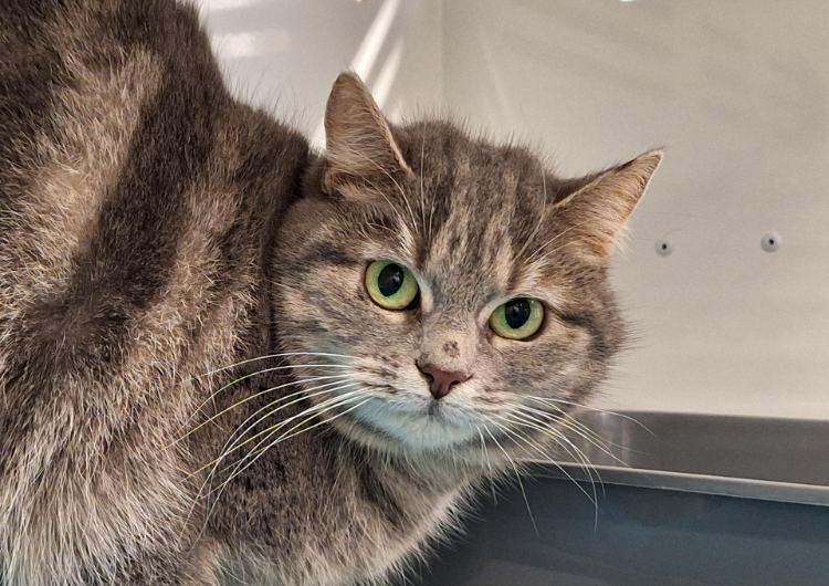 À l'adoption : Romance