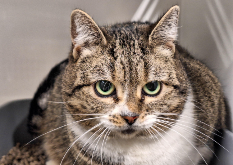 À l'adoption : Kitty