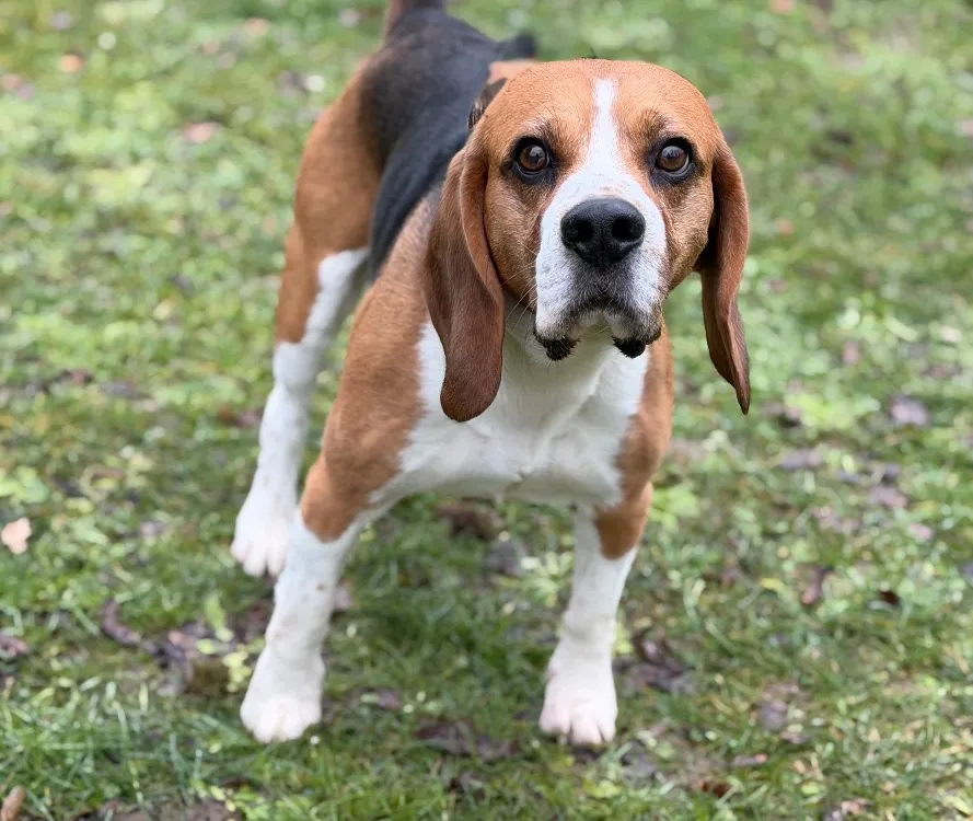 À l'adoption : Napoléon Caa145671