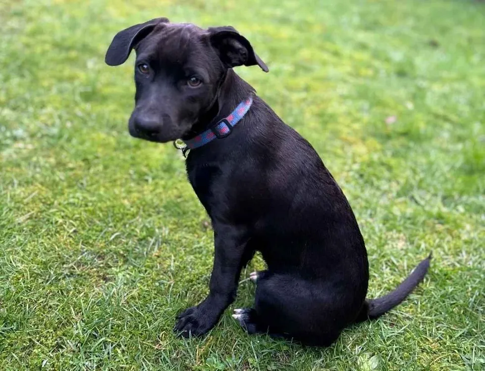 À l'adoption : Ally