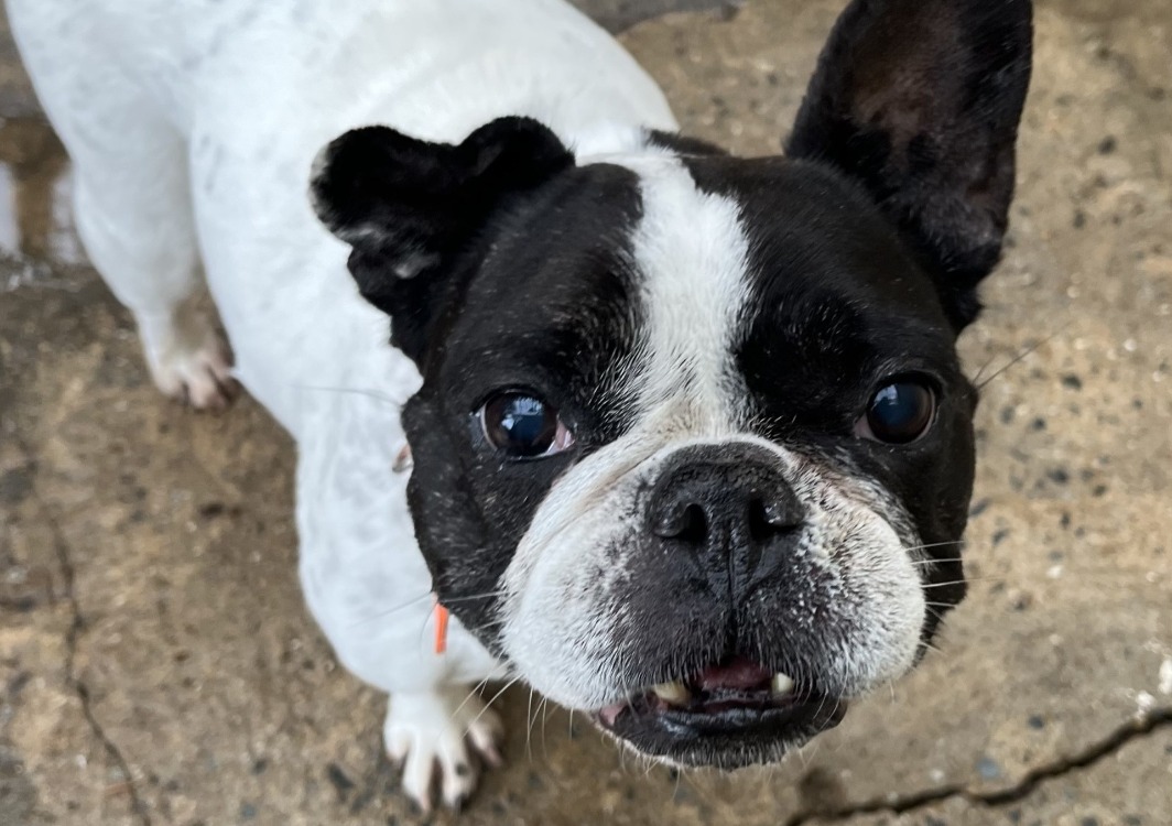 La SPA – Refuge de Vannes - LA SPA