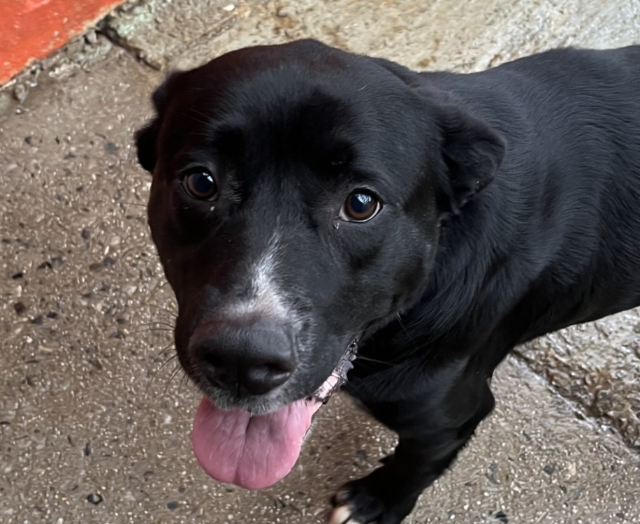 La SPA – Refuge de Vannes - LA SPA