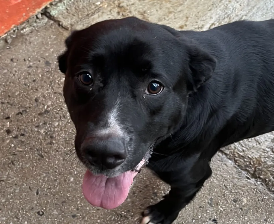 À l'adoption : Tchoupie