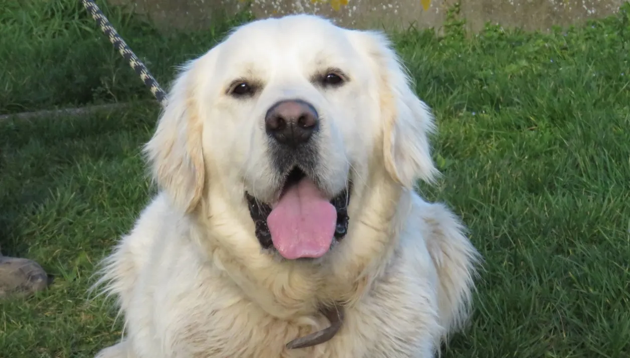 À l'adoption : Milo