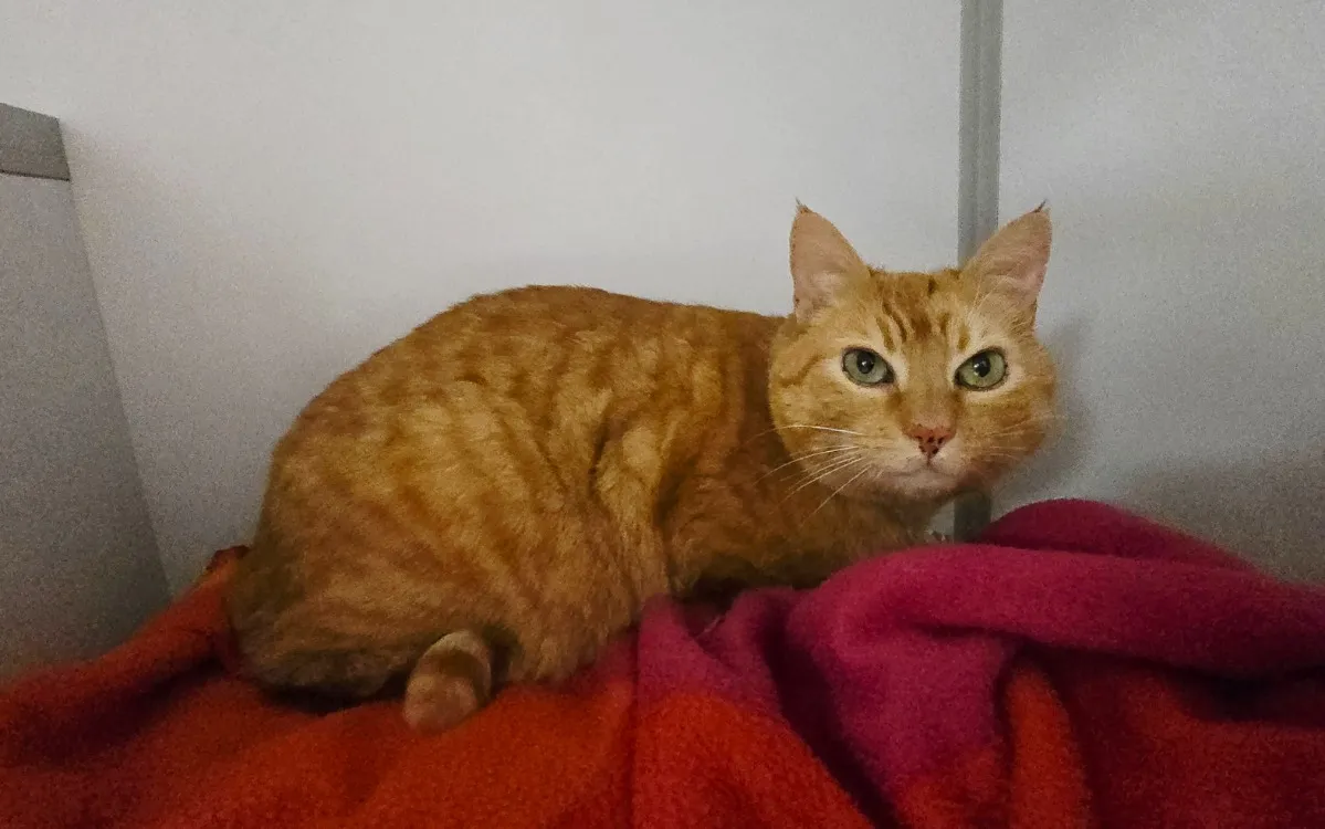 À l'adoption : Moustache