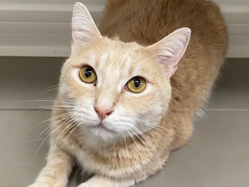 À l'adoption : Naelle