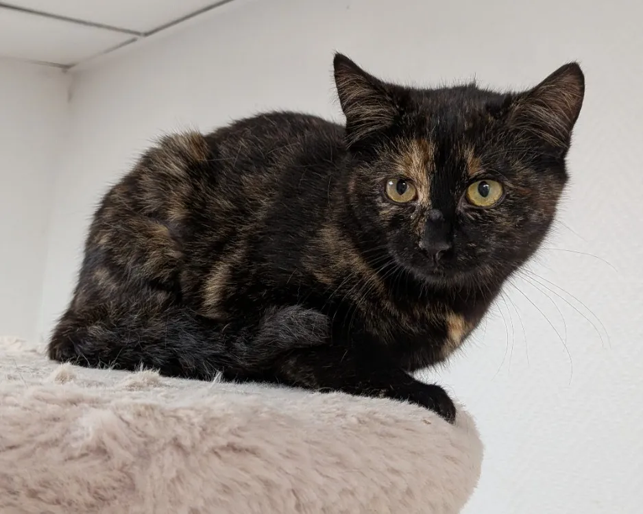 À l'adoption : Melody