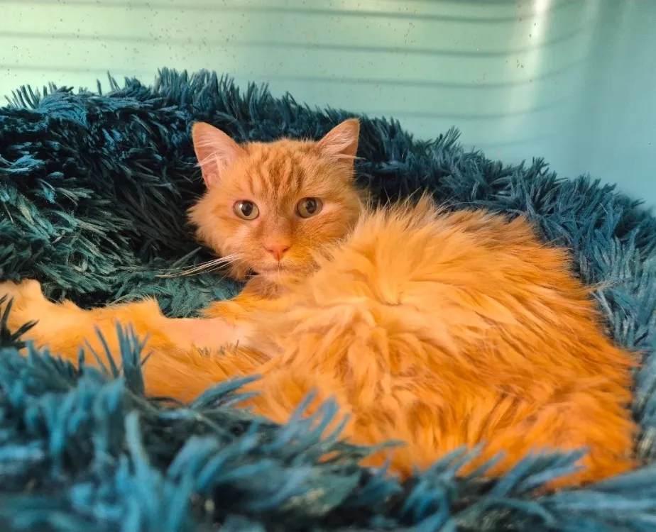 À l'adoption : Myrtille