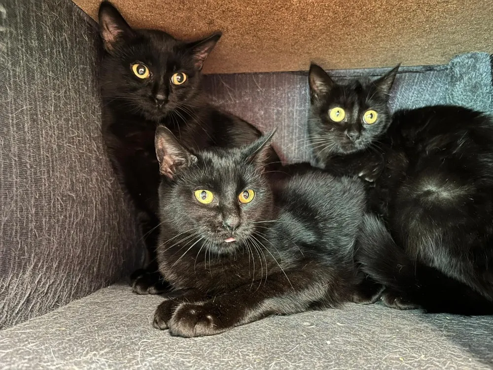 À l'adoption : Blandine