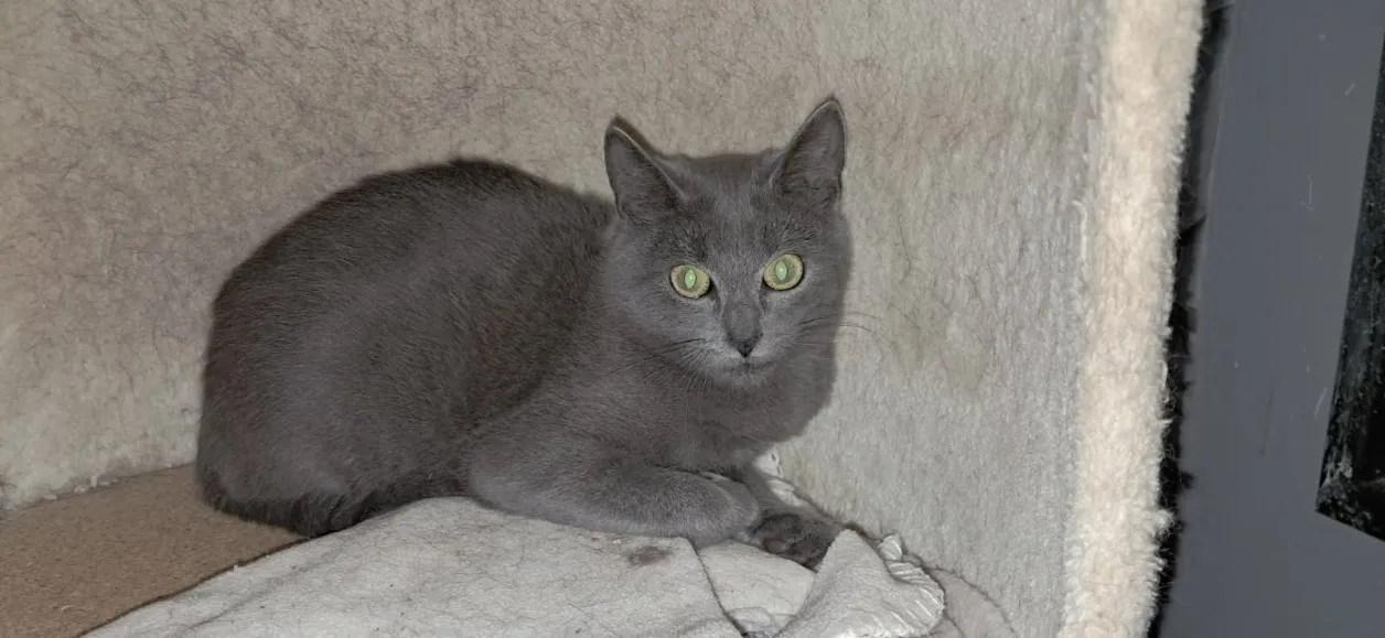 À l'adoption : Barry