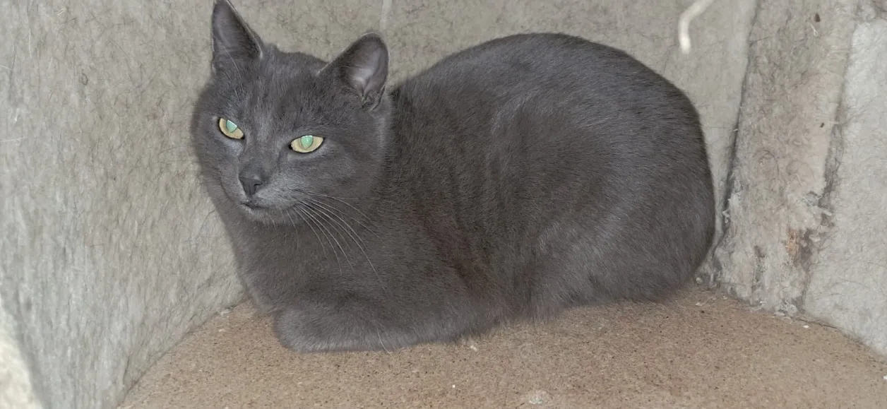 À l'adoption : Best Of