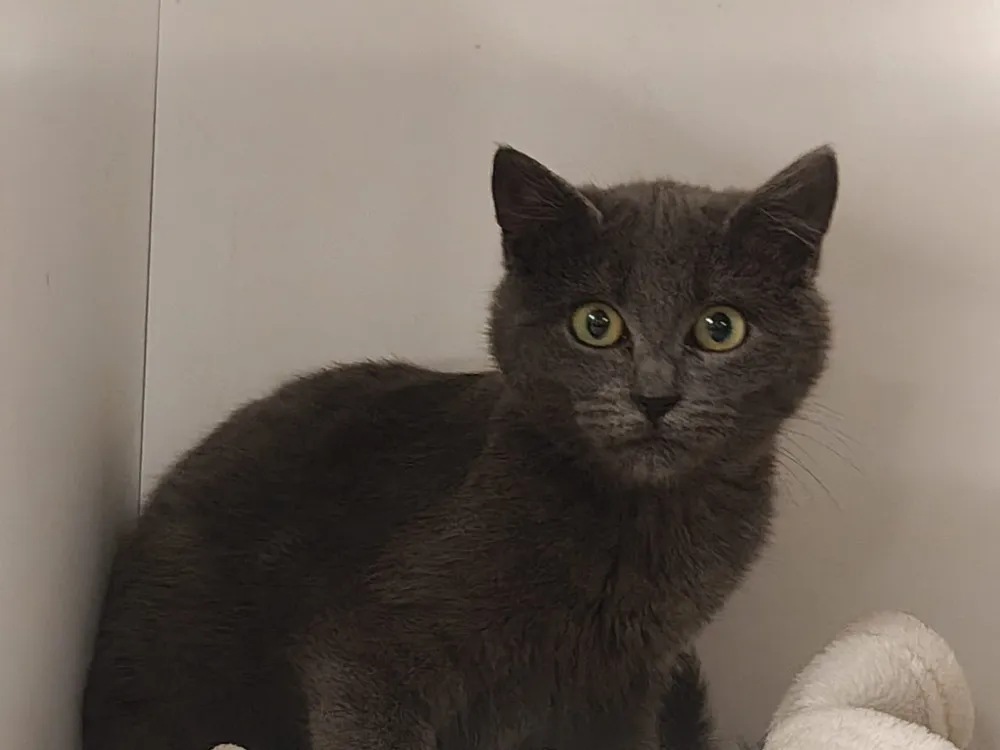 À l'adoption : Beryl