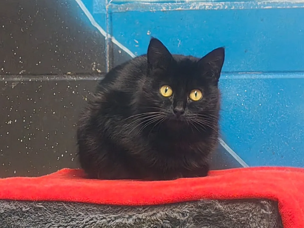 À l'adoption : Belinda