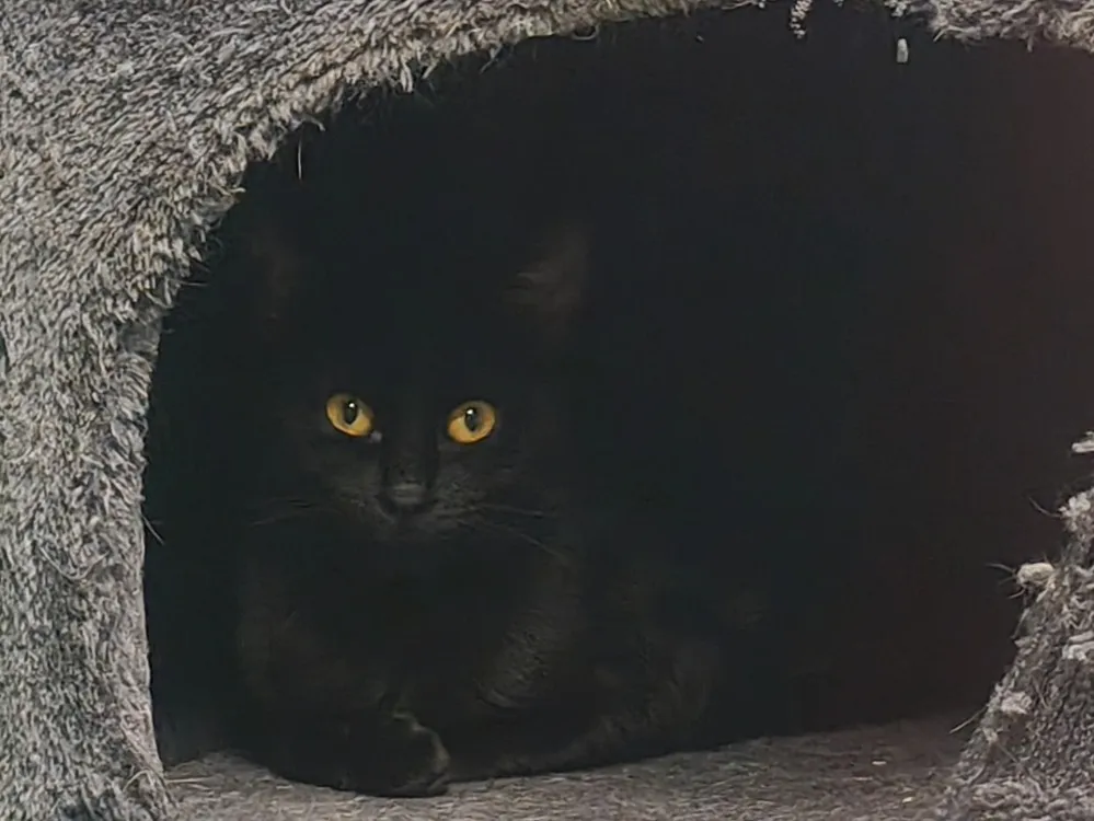 À l'adoption : Barbara