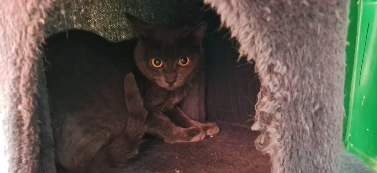 À l'adoption : Batria