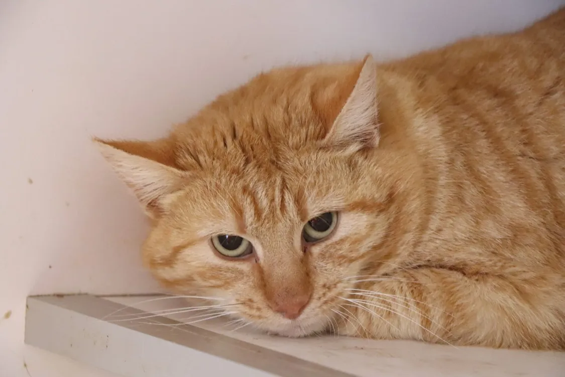 À l'adoption : Titi