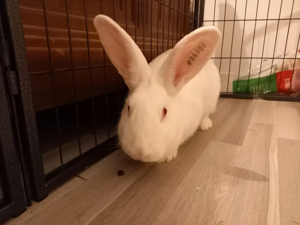 À l'adoption : Inaya