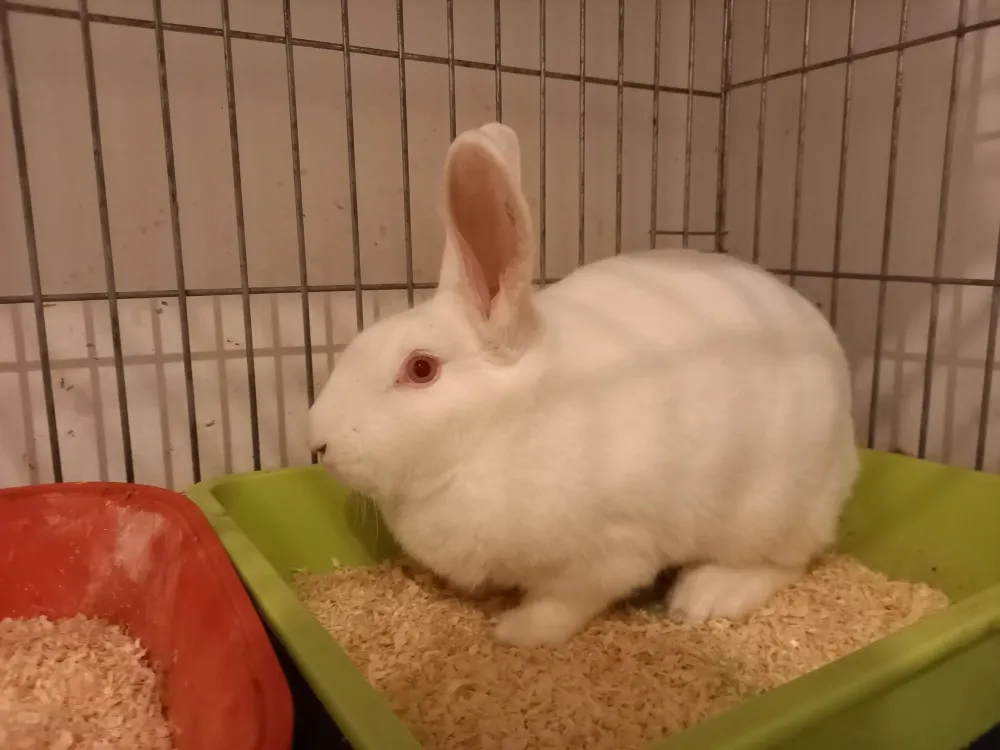 À l'adoption : Pearl