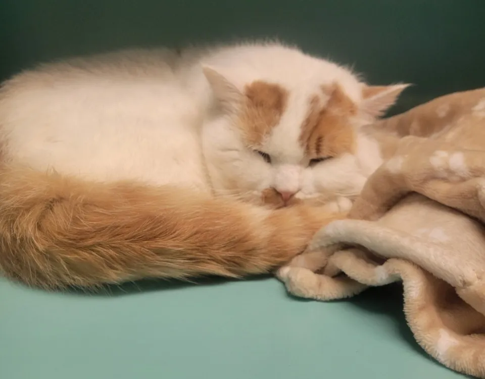 À l'adoption : Fritouille