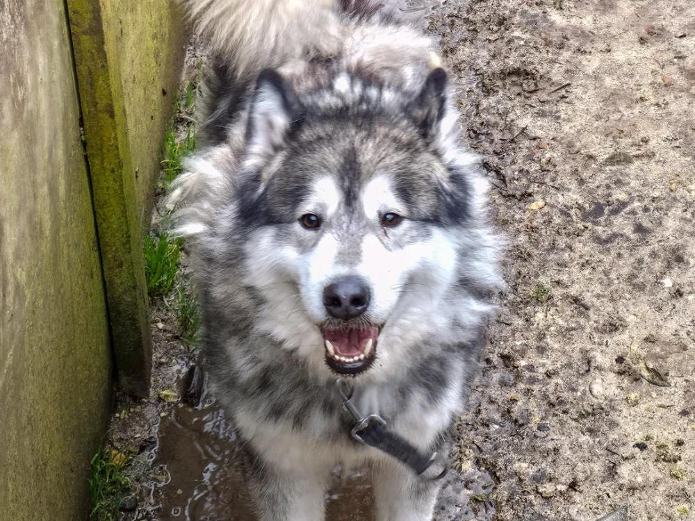 À l'adoption : Mimir