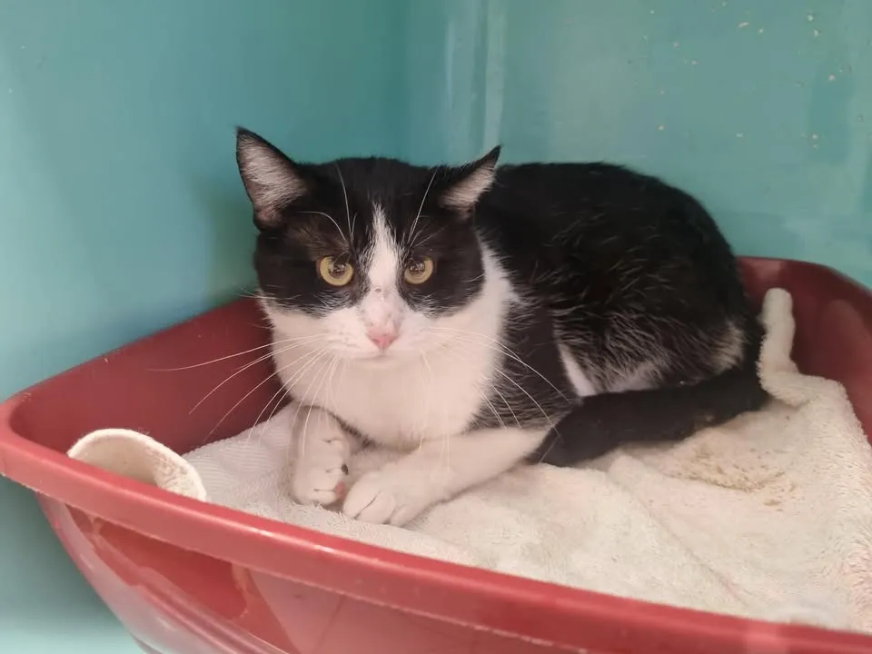 À l'adoption : Jerry