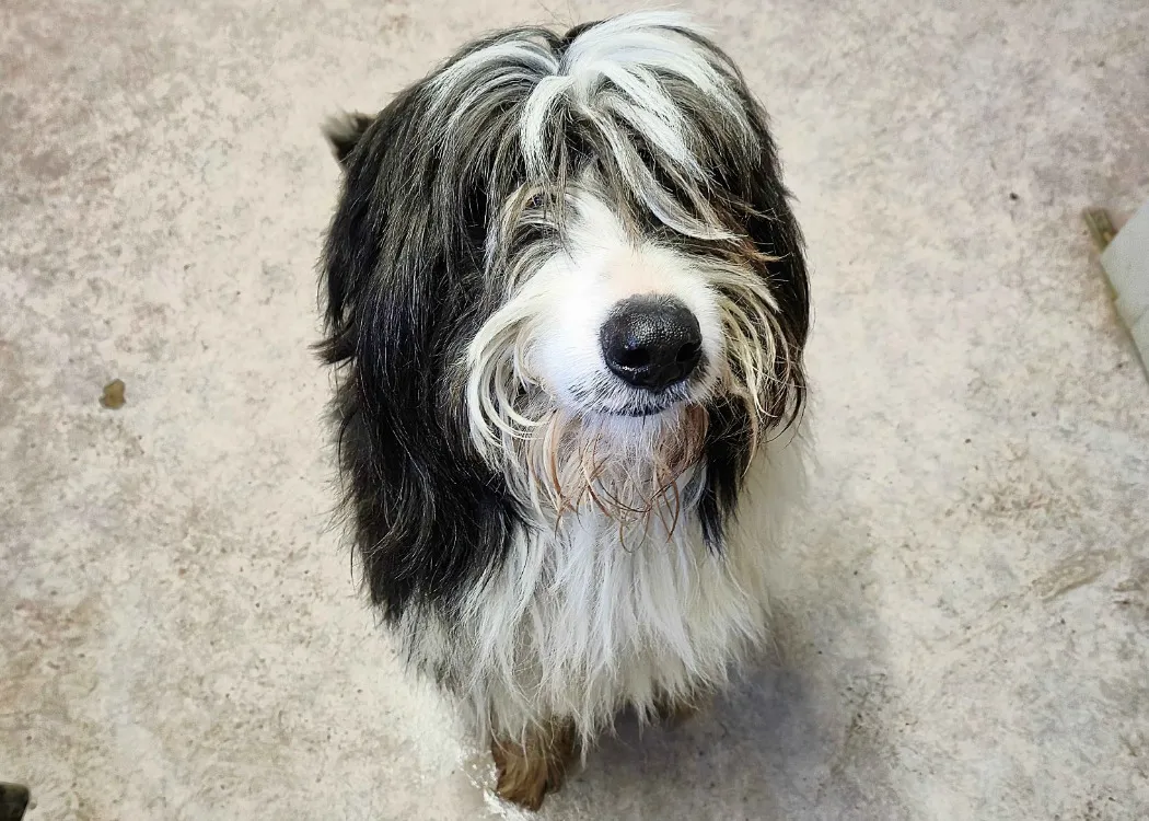 À l'adoption : Toby