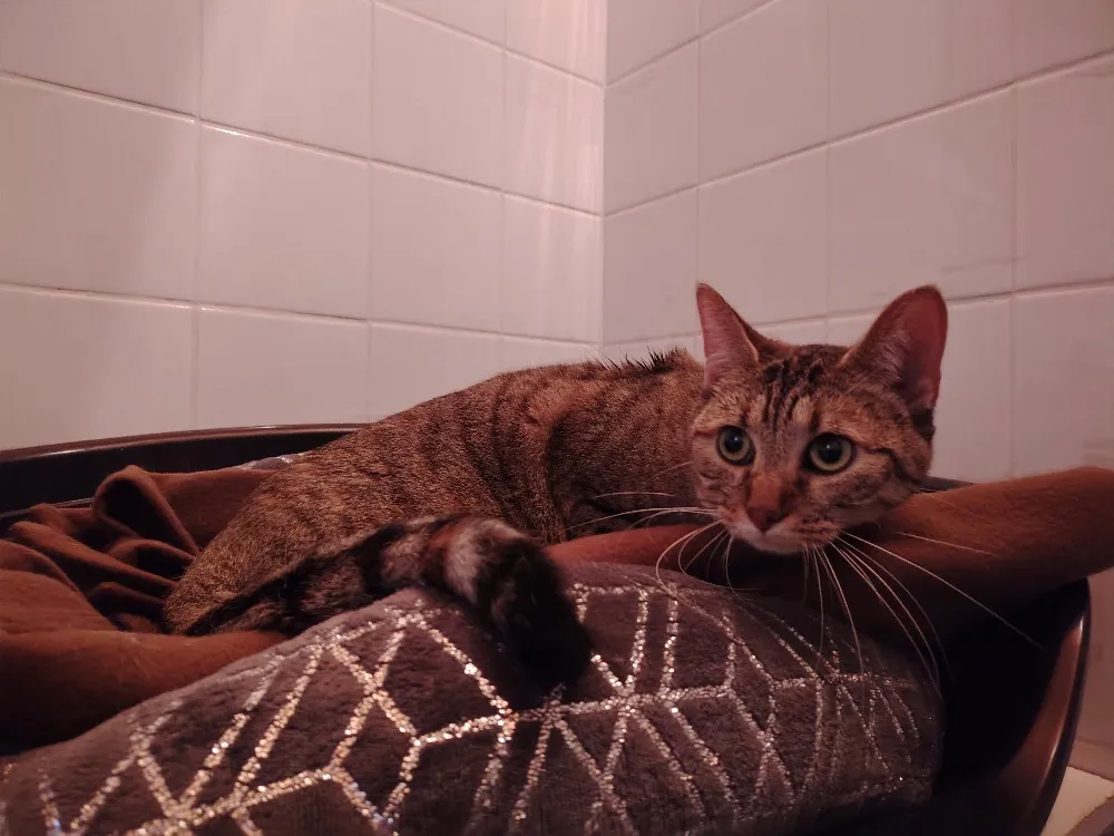 À l'adoption : Wendy (Promise)