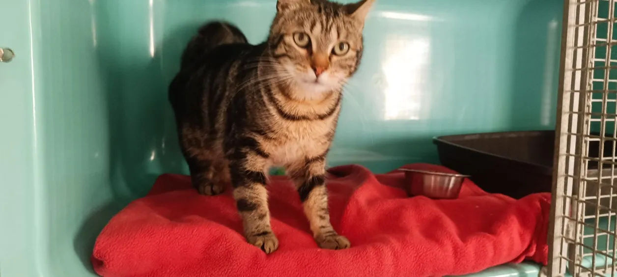 À l'adoption : Leo (En Cours D'Adoption)