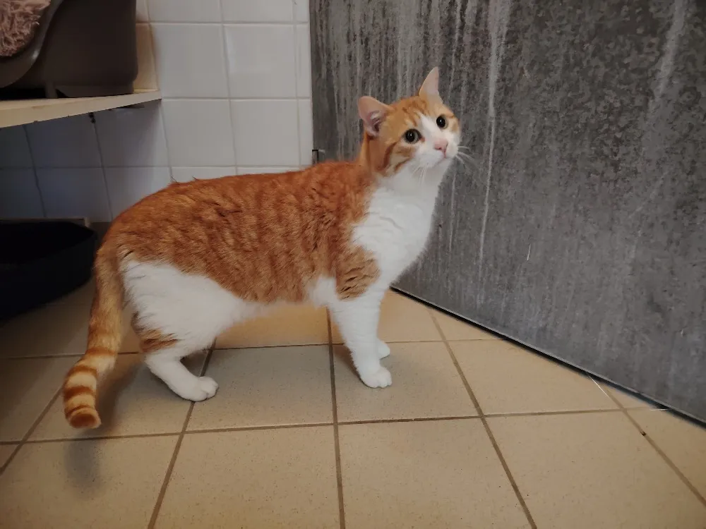 À l'adoption : Bretzel (Promis)