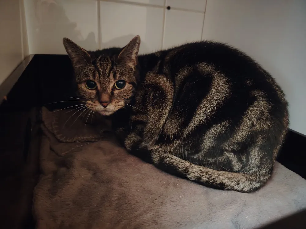 À l'adoption : Ruby (Promise)