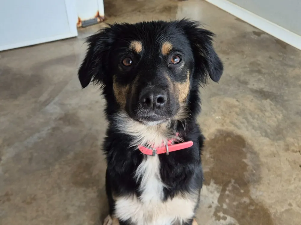 À l'adoption : Arya Qcn