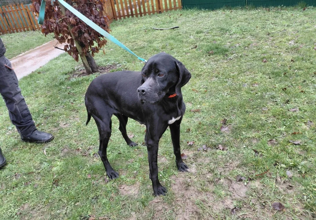 À l'adoption : Khali Paa24103