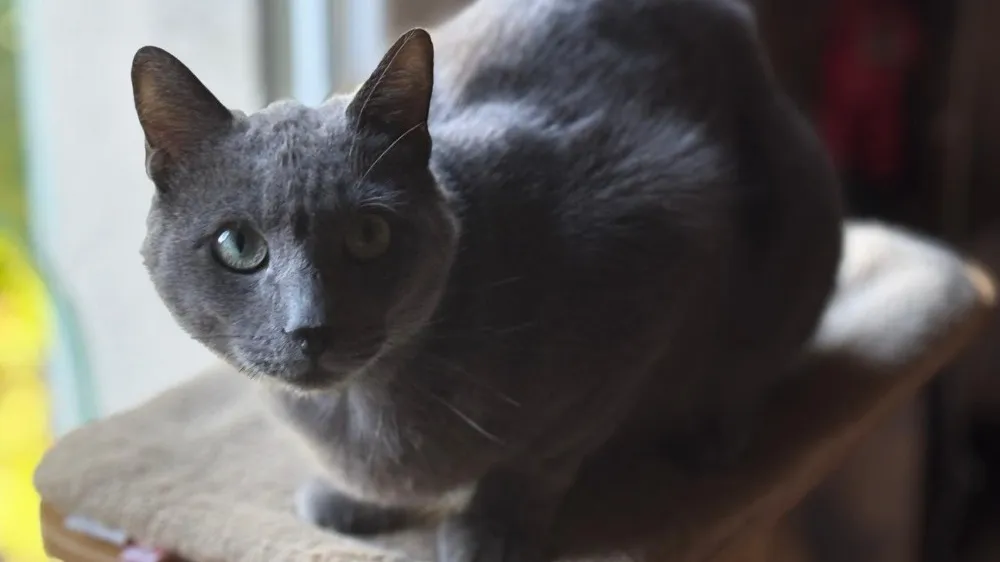 À l'adoption : Nomines