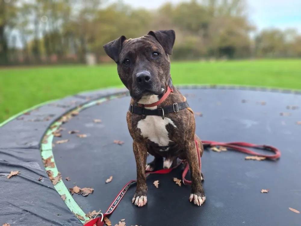 À l'adoption : Rayko