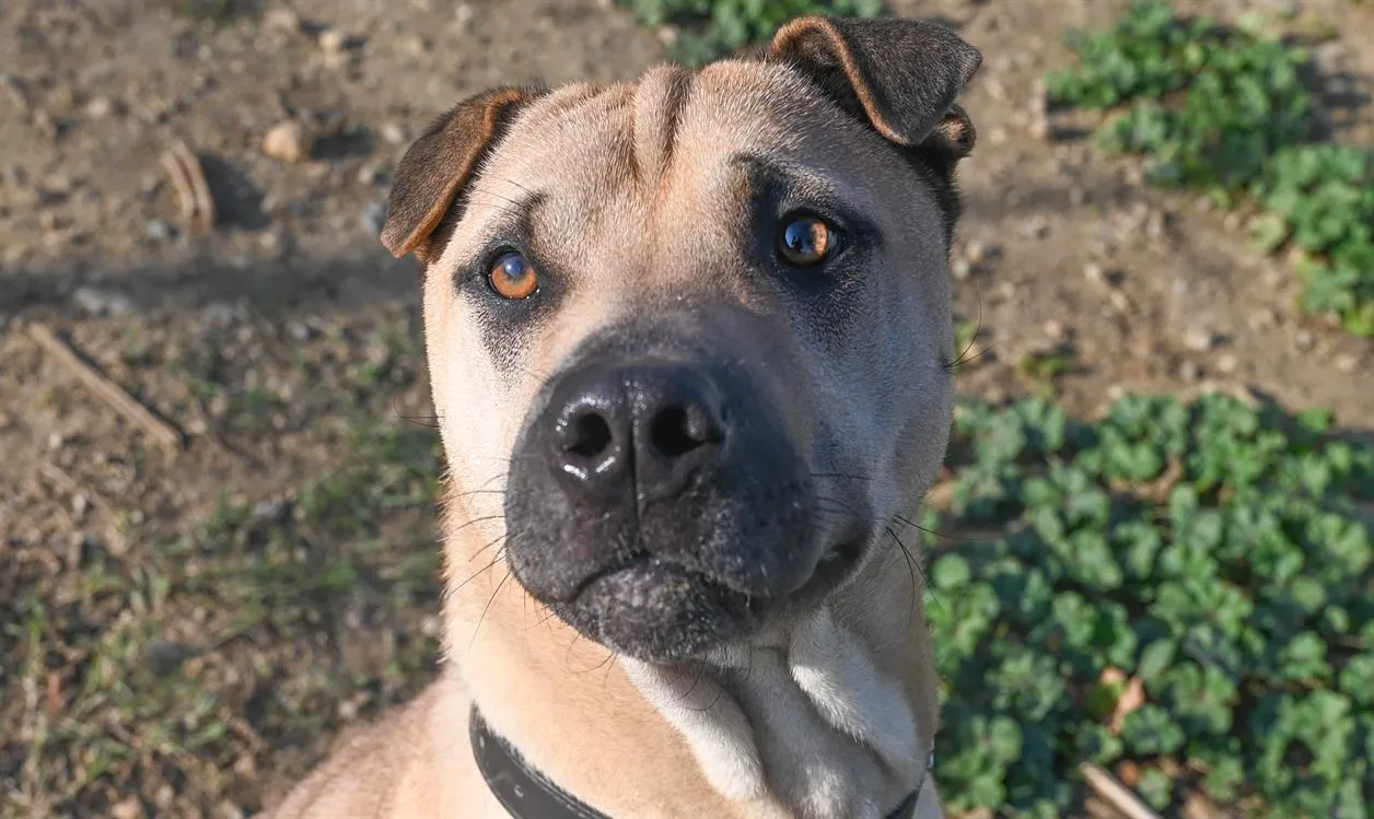 À l'adoption : Hector