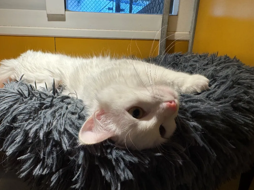À l'adoption : Blanca A17327