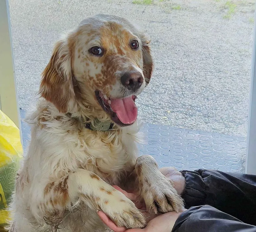 À l'adoption : Flash