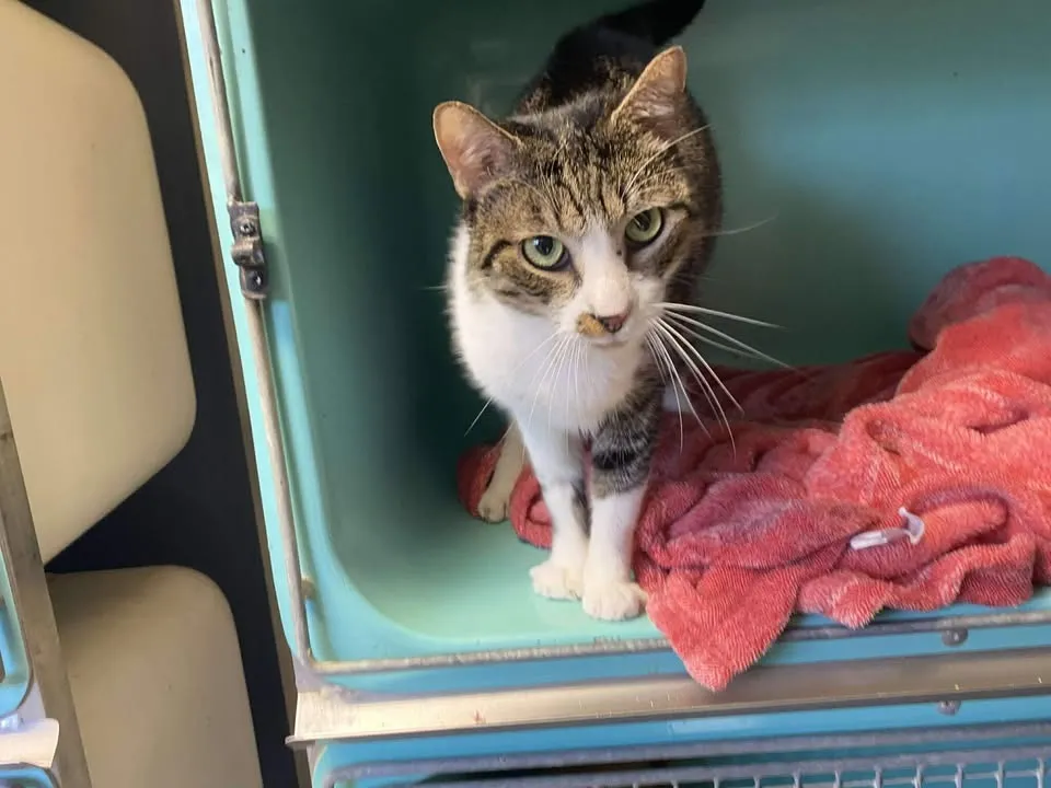 À l'adoption : Soft