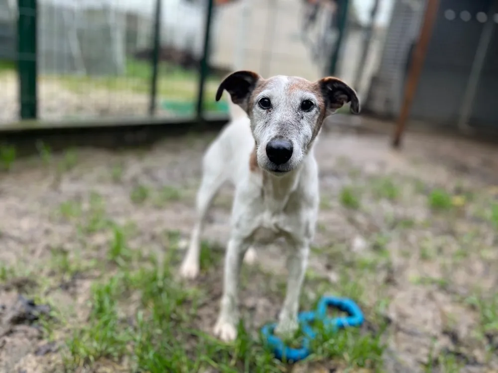 À l'adoption : Lalie