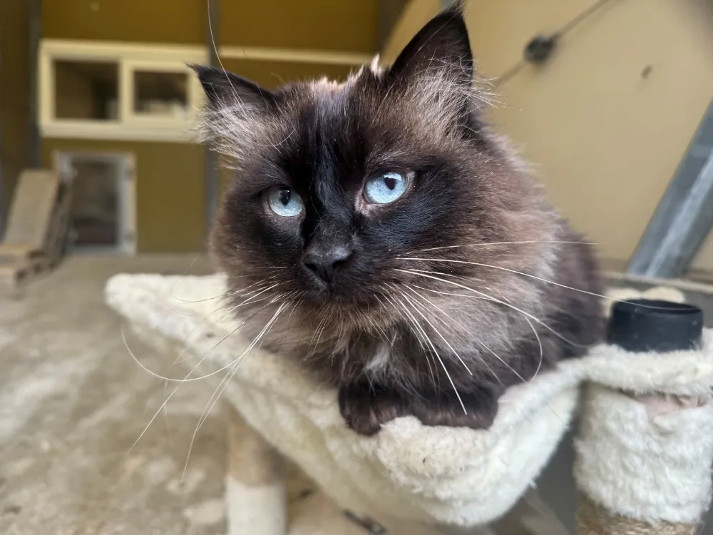 À l'adoption : Luna A17324