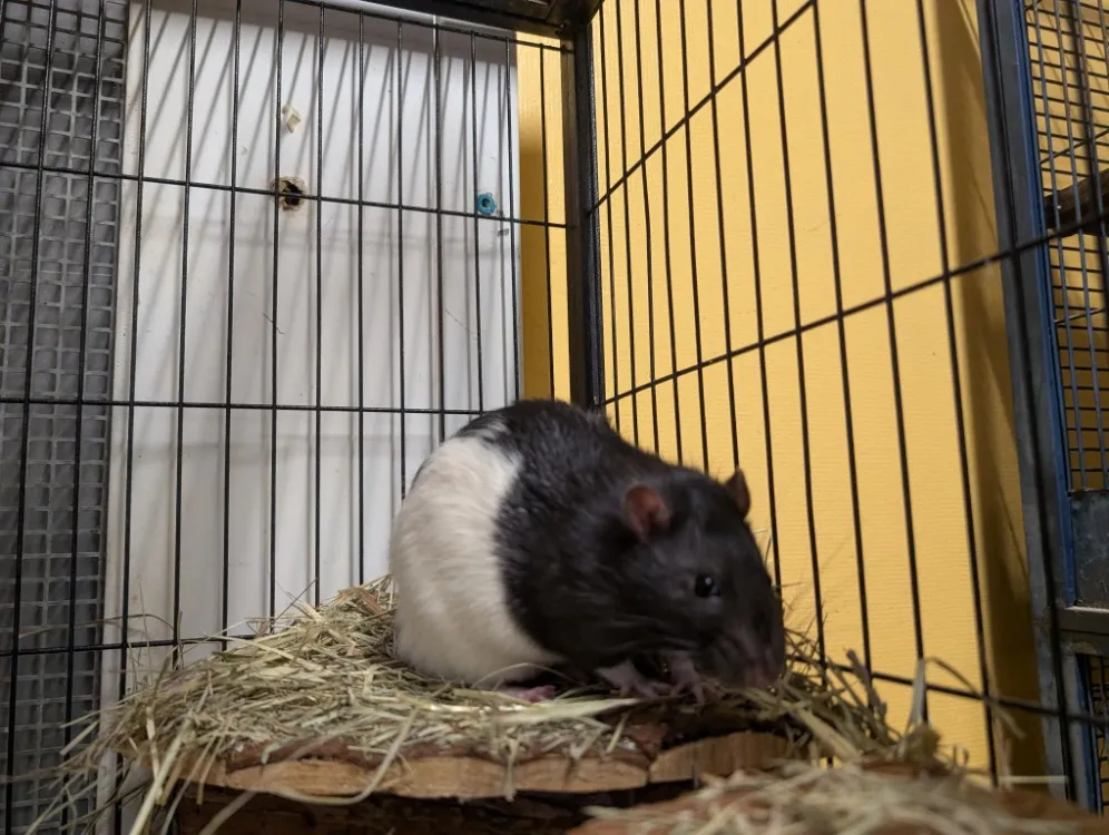 À l'adoption : Razmo Ad939