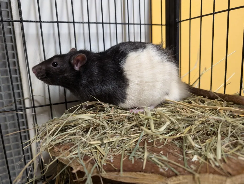 À l'adoption : Kruch Ad940